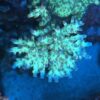 CRC Special Acropora
