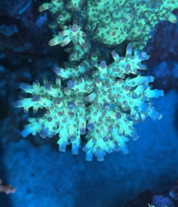 CRC Special Acropora