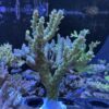Applejack Acropora - B