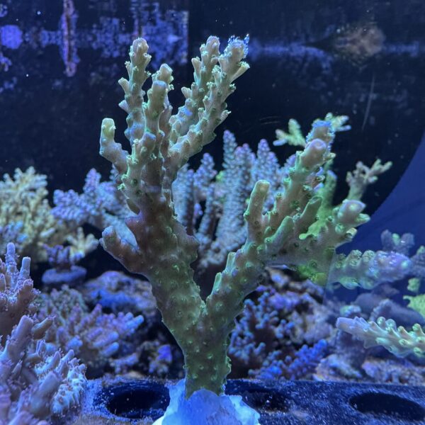 Applejack Acropora - B
