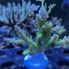 Applejack Acropora - A