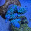 Blue Tenuis Acropora Coral - A