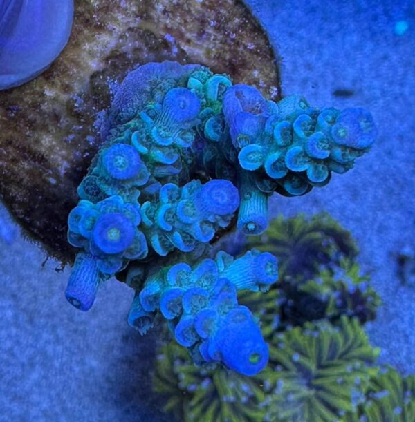 Blue Tenuis Acropora Coral - A