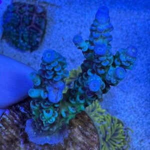Blue Tenuis Acropora Coral - A