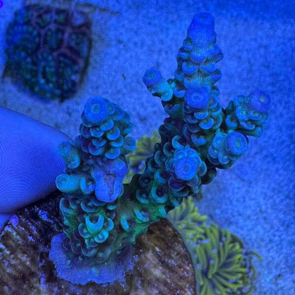 Blue Tenuis Acropora Coral - A
