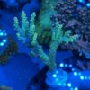 Applejack Acropora - B