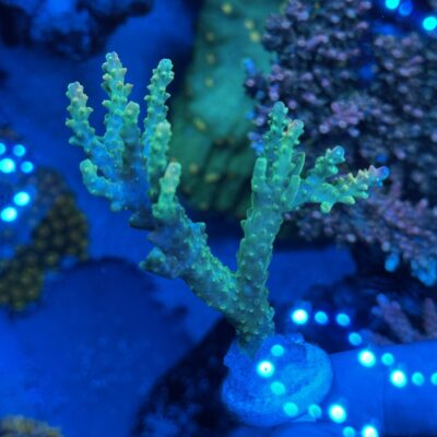 Applejack Acropora - B