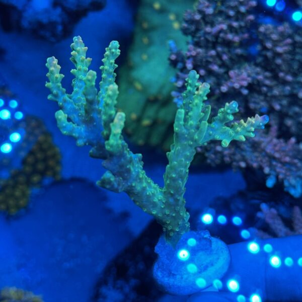 Applejack Acropora - B
