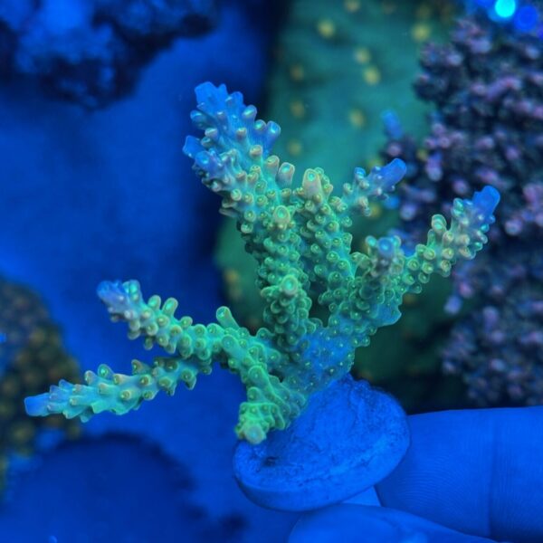 Applejack Acropora - A