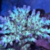 CRC Special Acropora