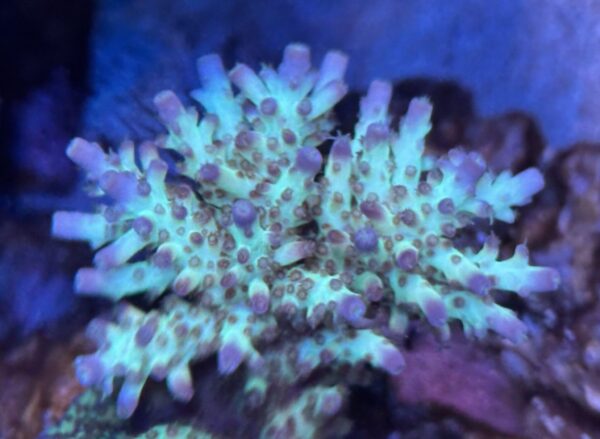 CRC Special Acropora