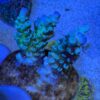 Blue Tenuis Acropora Coral – B
