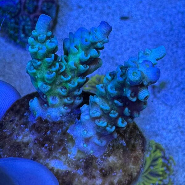 Blue Tenuis Acropora Coral – B