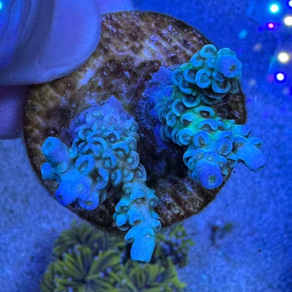 Blue Tenuis Acropora Coral – B