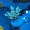 CRC Special Acropora