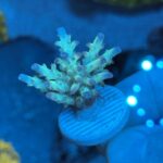 CRC Special Acropora