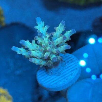 CRC Special Acropora