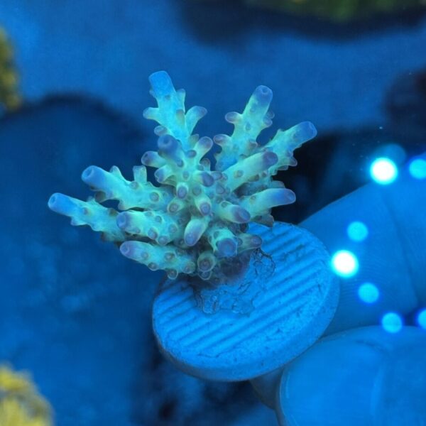CRC Special Acropora